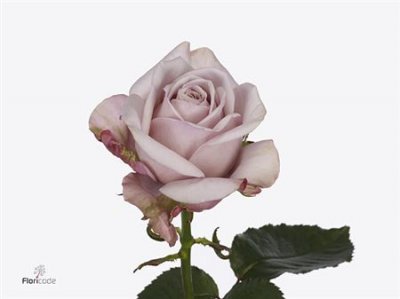 Rosa Gr Love Lace