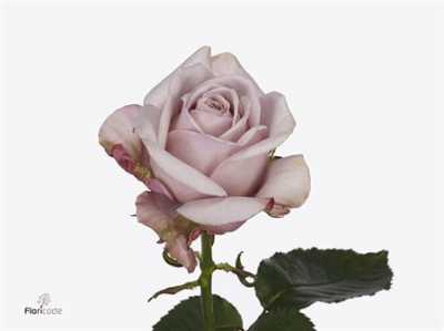 Rosa Gr Love Lace