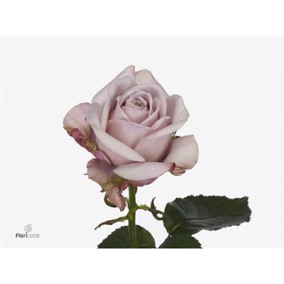 Rosa Gr Love Lace