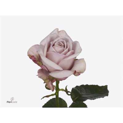 Rosa Gr Love Lace