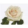 Rosa Gr Lovely Avalanche