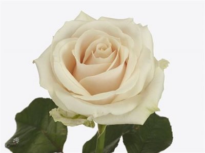 Rosa Gr Lovely Avalanche
