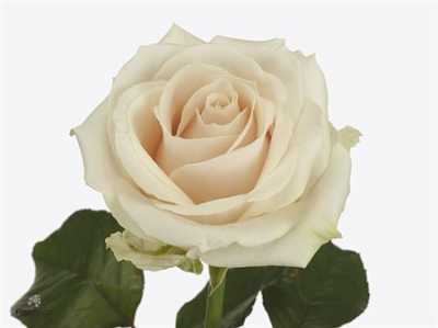 Rosa Gr Lovely Avalanche