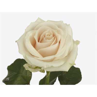 Rosa Gr Lovely Avalanche