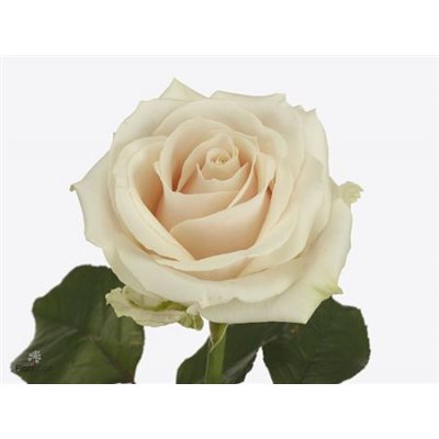 Rosa Gr Lovely Avalanche
