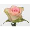 Rosa Gr Lovely Jewel