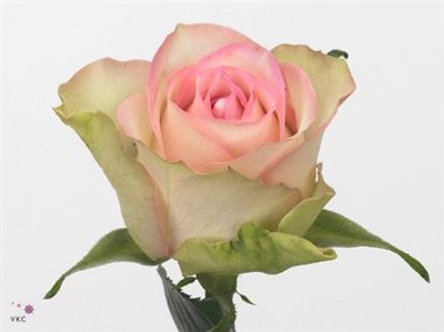 Rosa Gr Lovely Jewel