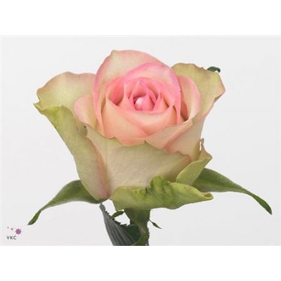 Rosa Gr Lovely Jewel