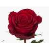 Rosa Gr Madam Red