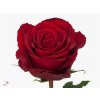 Rosa Gr Madam Red