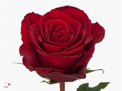 Rosa Gr Madam Red