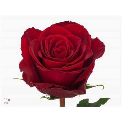 Rosa Gr Madam Red
