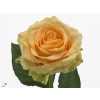 Rosa Gr Magic Avalanche