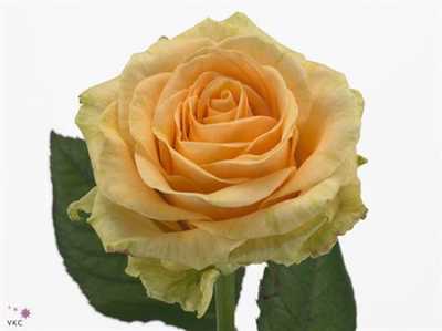 Rosa Gr Magic Avalanche