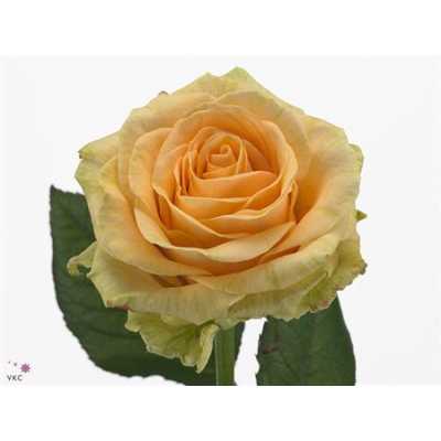 Rosa Gr Magic Avalanche