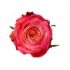 Rosa Gr Mai Tai