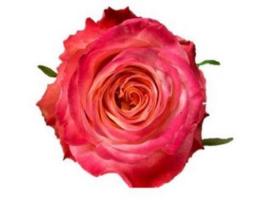 Rosa Gr Mai Tai