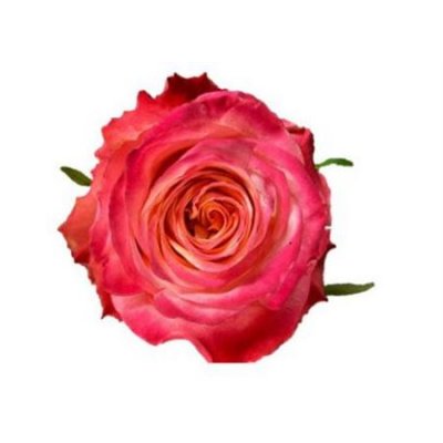 Rosa Gr Mai Tai