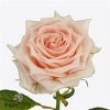 Rosa Gr Maisie+
