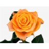 Rosa Gr Marie-claire!