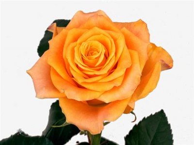 Rosa Gr Marie-claire!