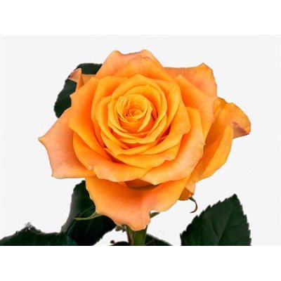 Rosa Gr Marie-claire!