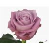 Rosa Gr Maritim
