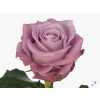 Rosa Gr Maritim