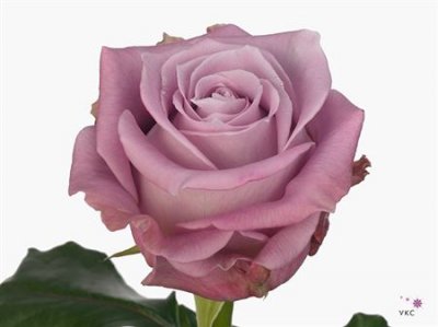 Rosa Gr Maritim