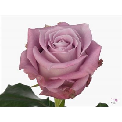 Rosa Gr Maritim