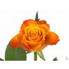 Rosa Gr Mariyo