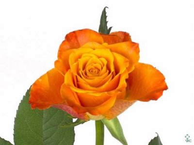 Rosa Gr Mariyo Ex