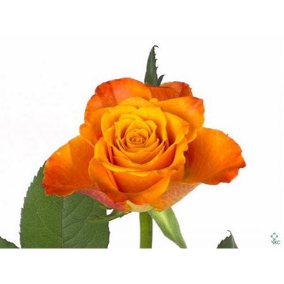 Rosa Gr Mariyo Ex