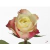 Rosa Gr Maroza