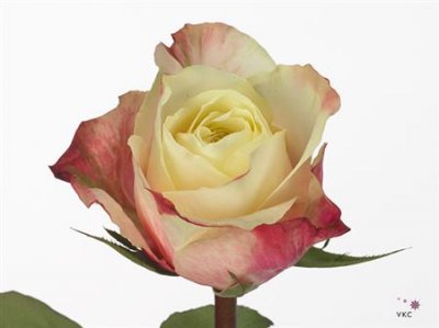 Rosa Gr Maroza