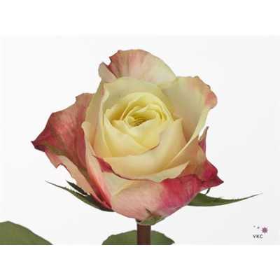 Rosa Gr Maroza