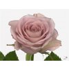 Rosa Gr Memory Lane!