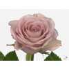 Rosa Gr Memory Lane!