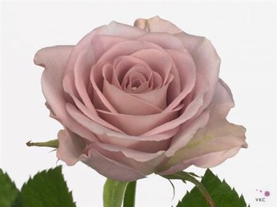 Rosa Gr Memory Lane!