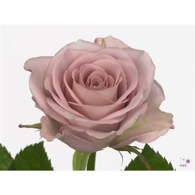 Rosa Gr Memory Lane!