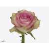 Rosa Gr Mijanou Bardot