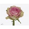 Rosa Gr Mijanou Bardot