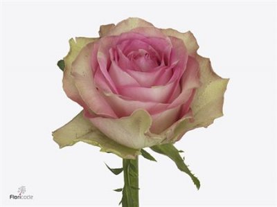 Rosa Gr Mijanou Bardot