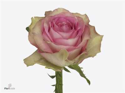 Rosa Gr Mijanou Bardot