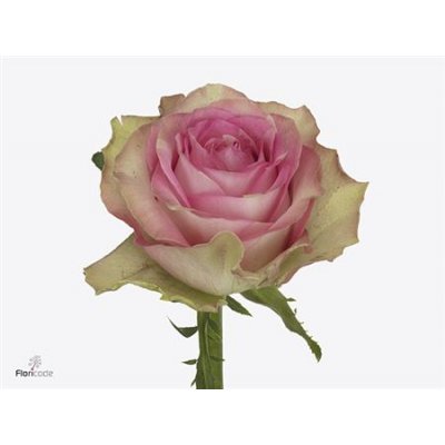Rosa Gr Mijanou Bardot
