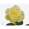 Rosa Gr Minion