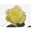Rosa Gr Minion
