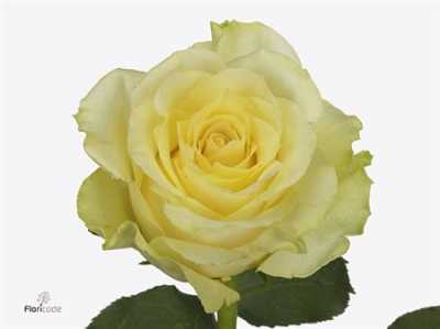 Rosa Gr Minion