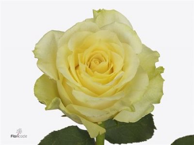 Rosa Gr Minion