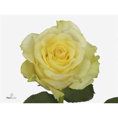Rosa Gr Minion